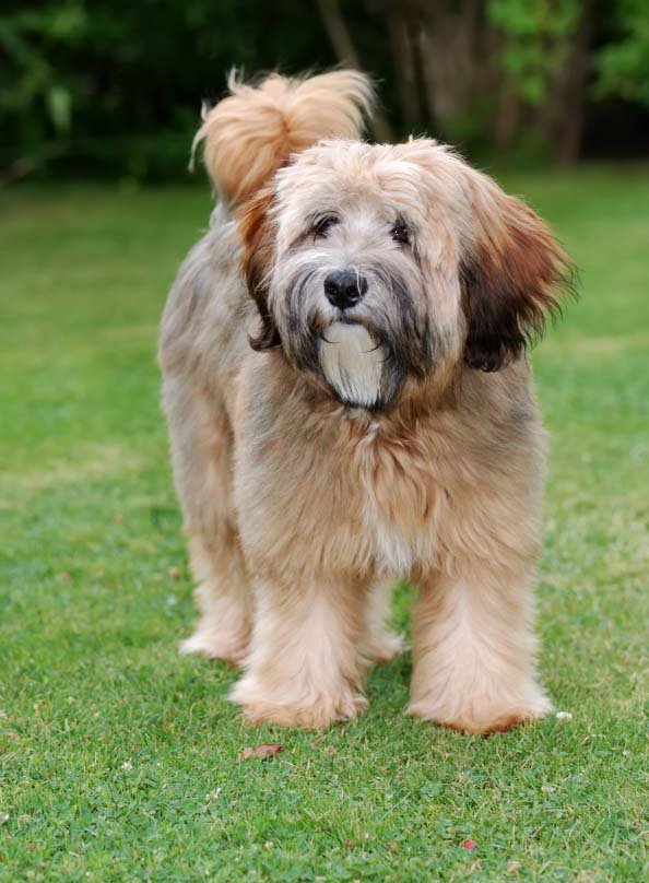 tibetan terrier