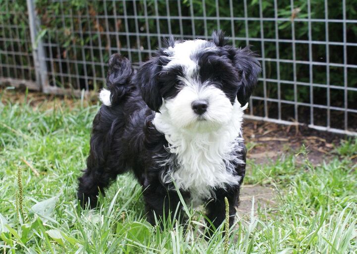 tibetan terrier