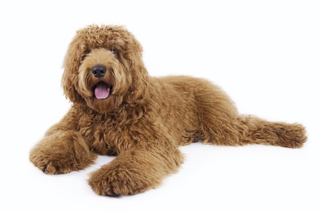 labradoodle