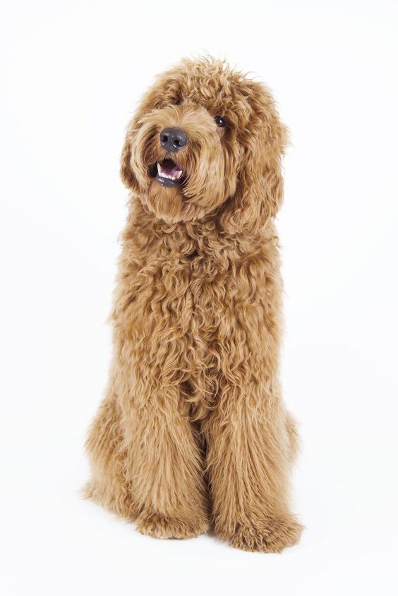 labradoodle