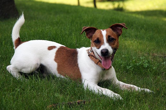 jack russell terrier