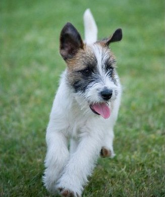 jack russell terrier