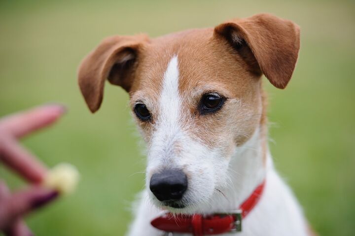 parson russell terrier