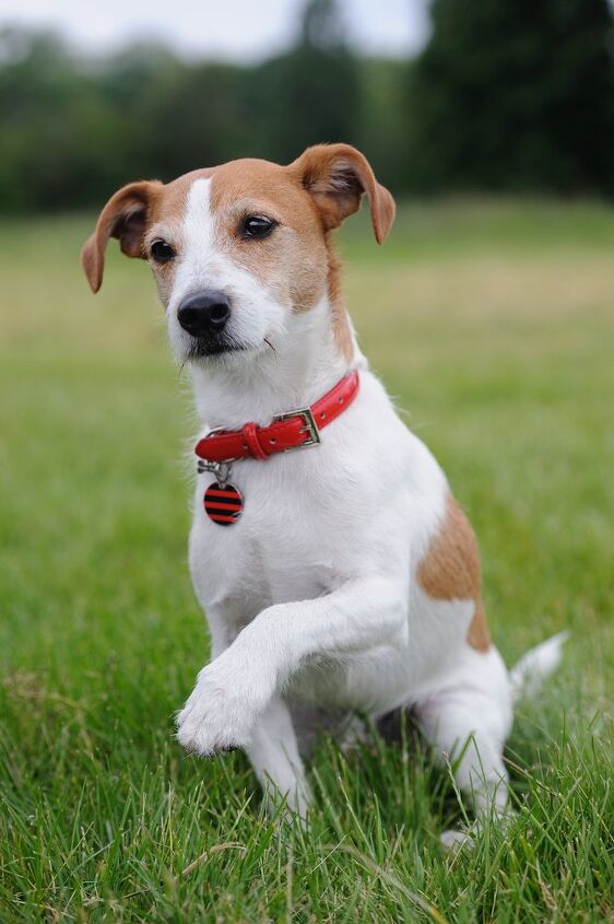 parson russell terrier