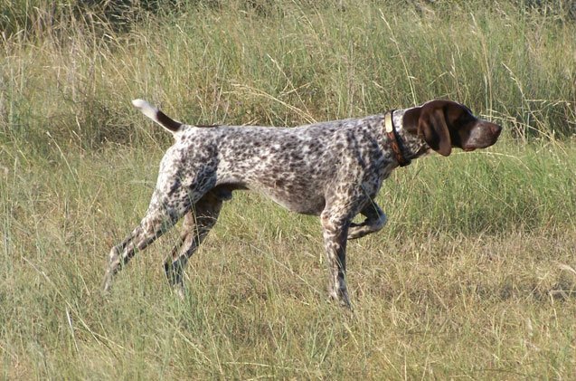 german shorthaired pointer