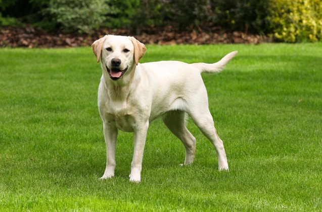 top 10 smartest dog breeds