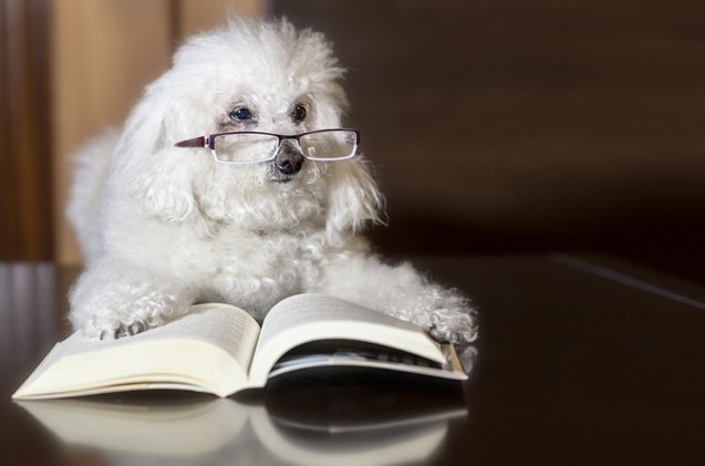 top 10 smartest dog breeds