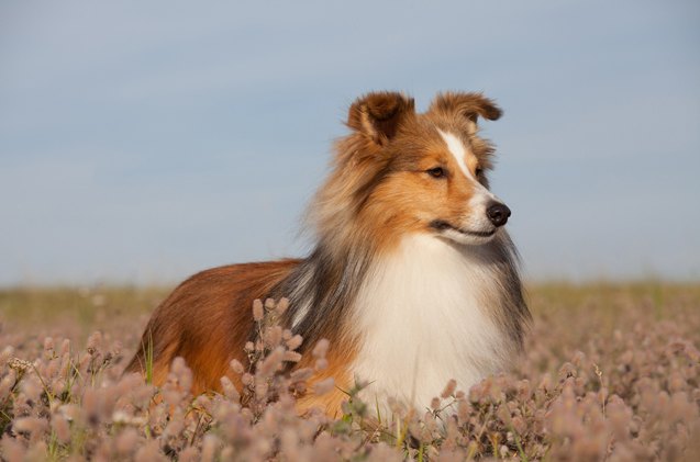 top 10 smartest dog breeds