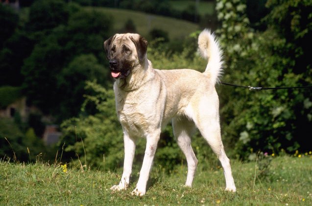 anatolian shepherd dog