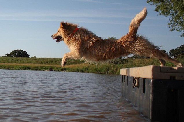 golden pyrenees