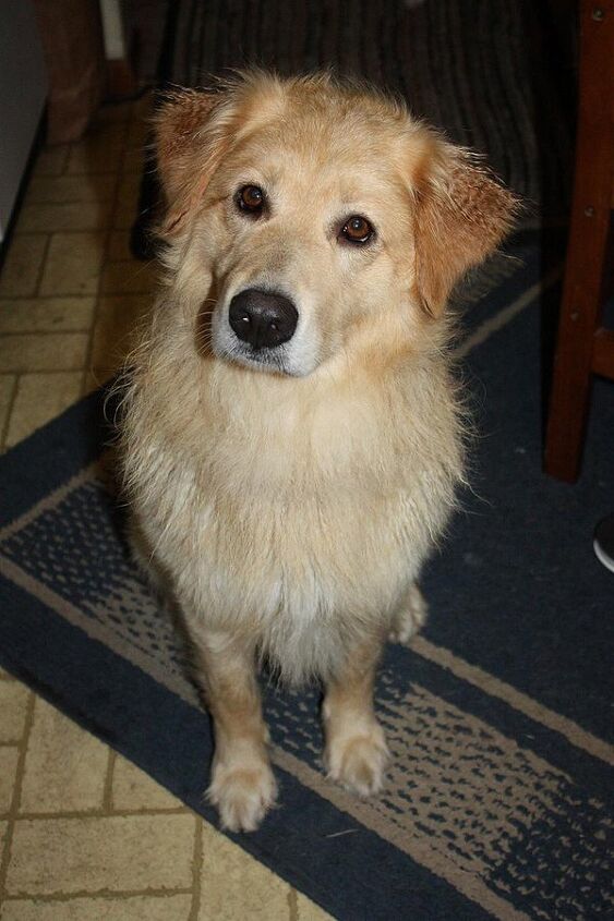 golden pyrenees