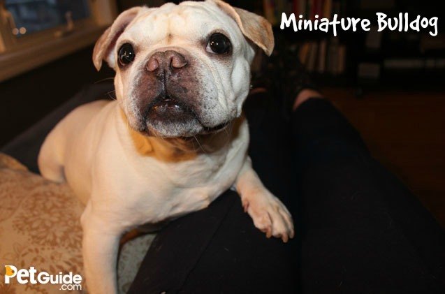 miniature bulldog