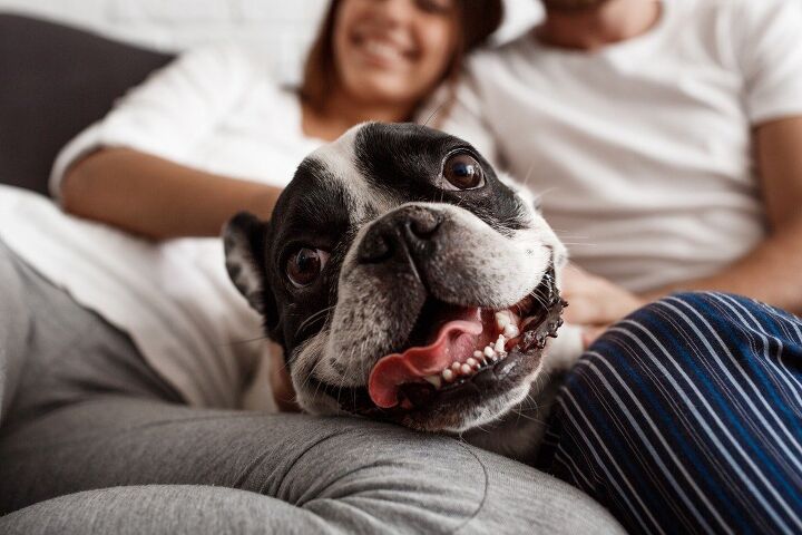 how do you introduce your new dog to your partner