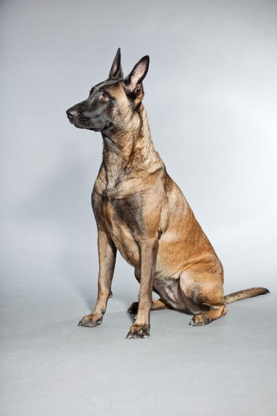 belgian malinois