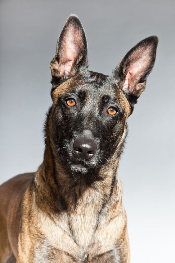 belgian malinois