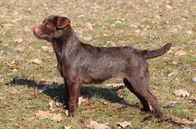 patterdale terrier