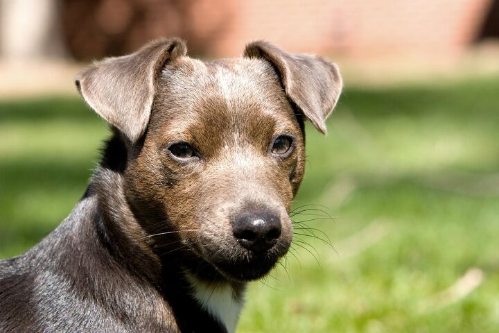 patterdale terrier