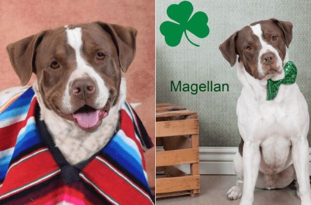 adoptable dog of the week magellan