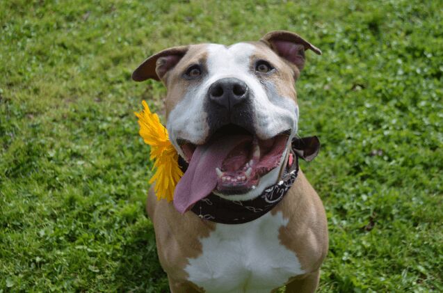 adoptable dog of the week starla