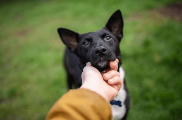 adoptable dog of the week gucci