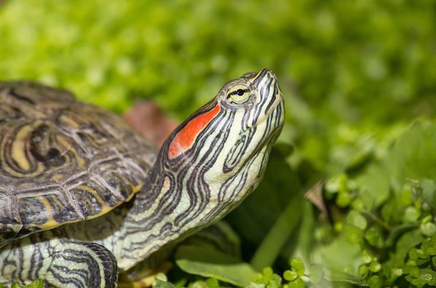 red eared slider turtle