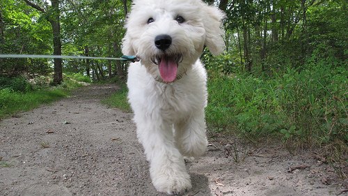 goldendoodle