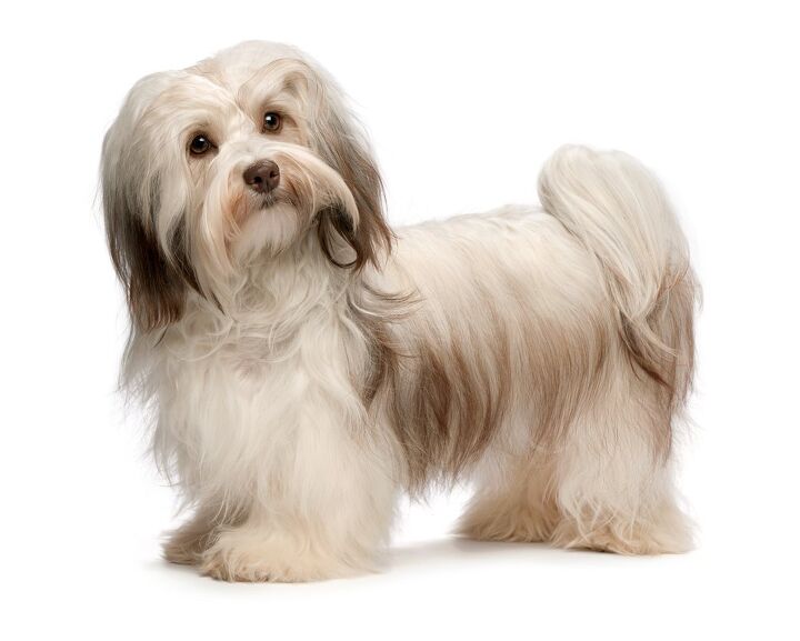 havanese