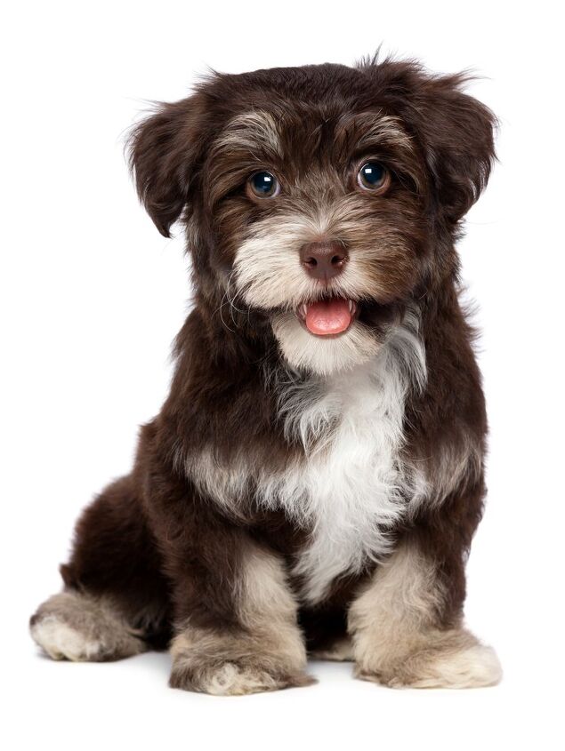 havanese