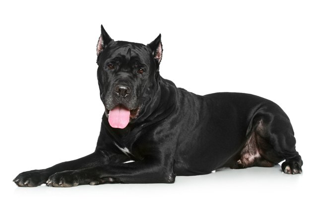 cane corso