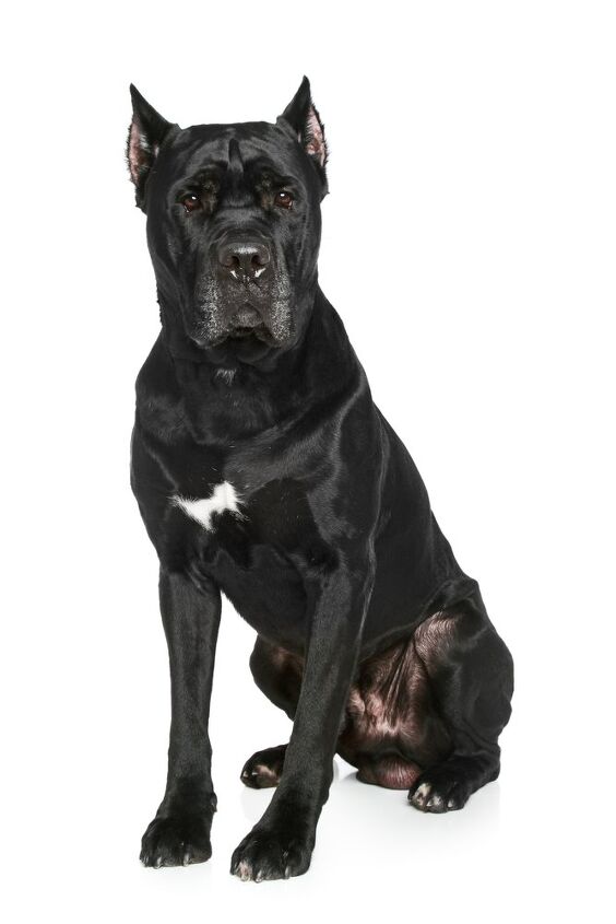 cane corso