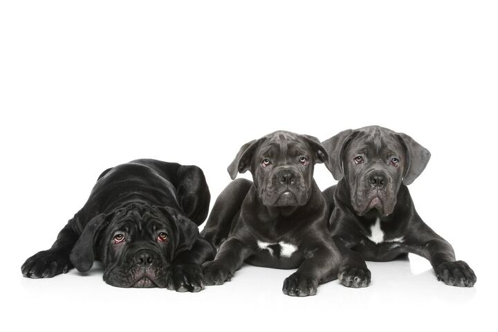 cane corso