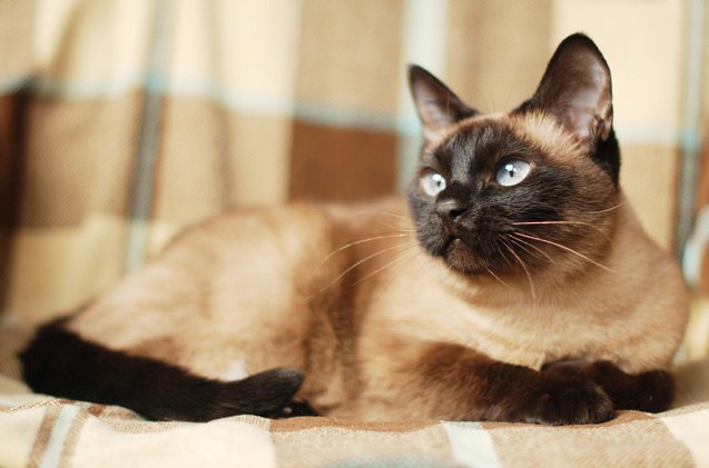 siamese