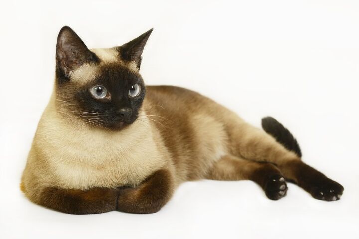 siamese