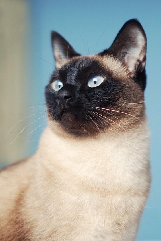 siamese