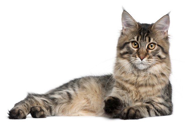 maine coon