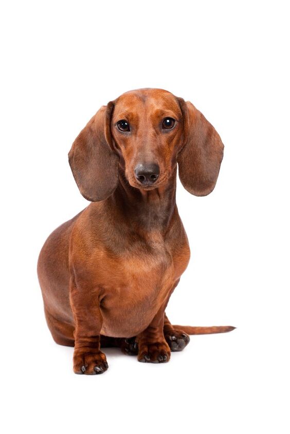 dachshund