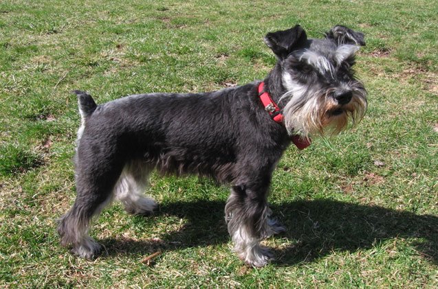 miniature schnauzer