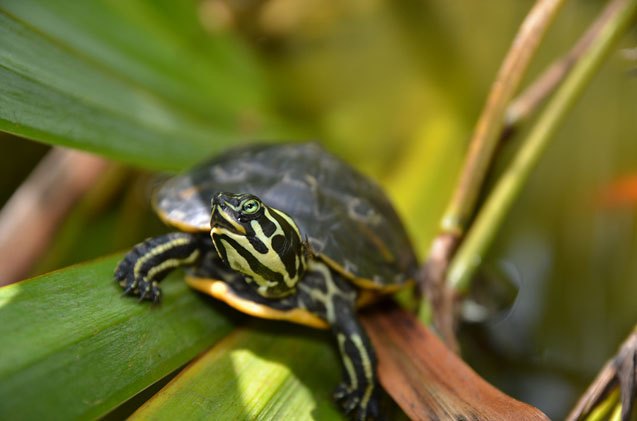 yellow bellied slider