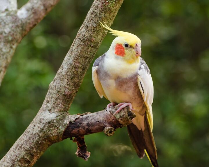 cockatiel