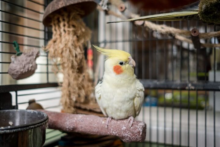 cockatiel