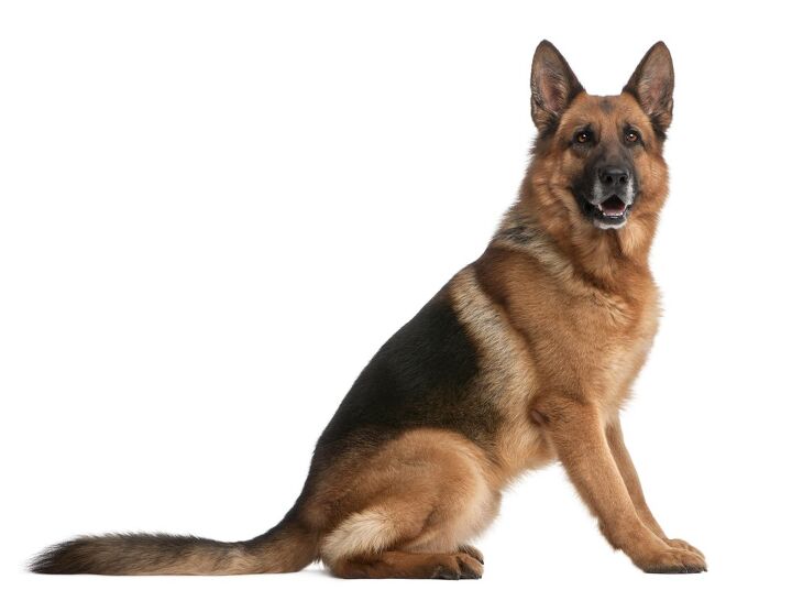 german shepherd