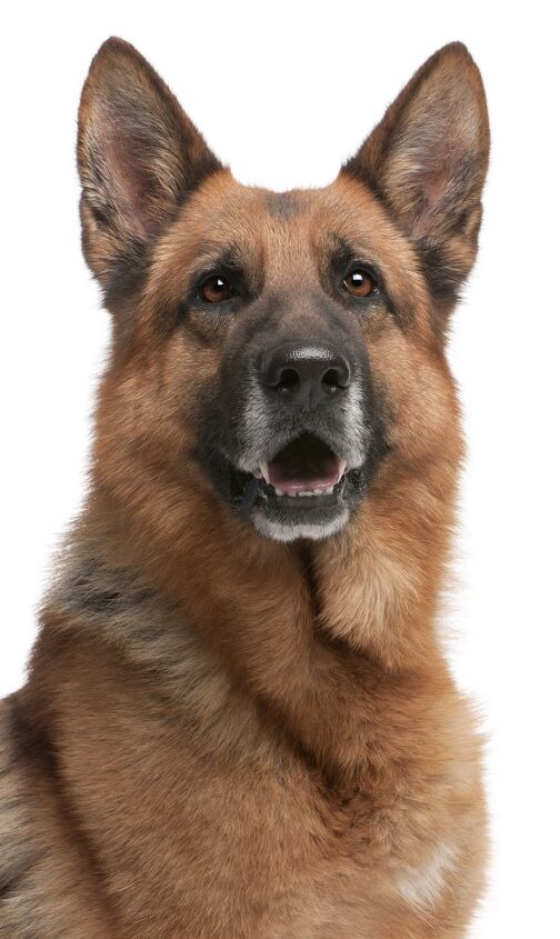 german shepherd