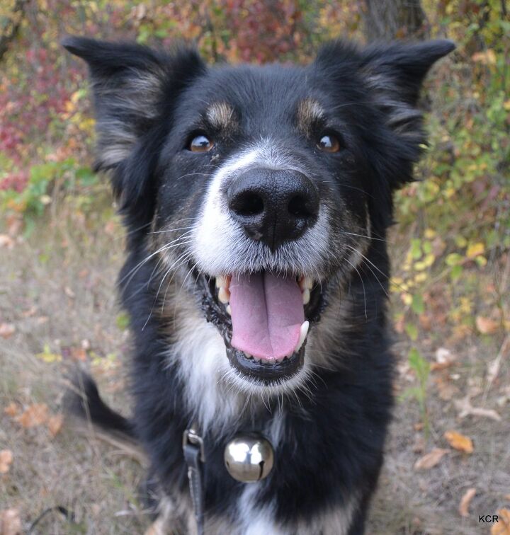 close encounters of the bear kind bringing bear bells on dog hikes