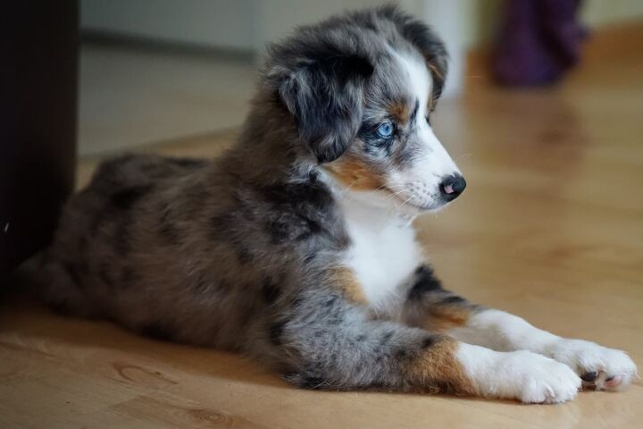 miniature australian shepherd