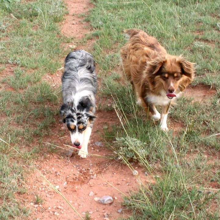 miniature australian shepherd