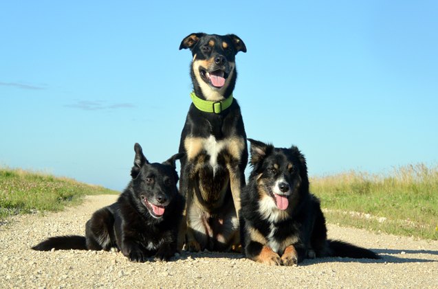 cool tips to beat the heat on summer hikes with your dog