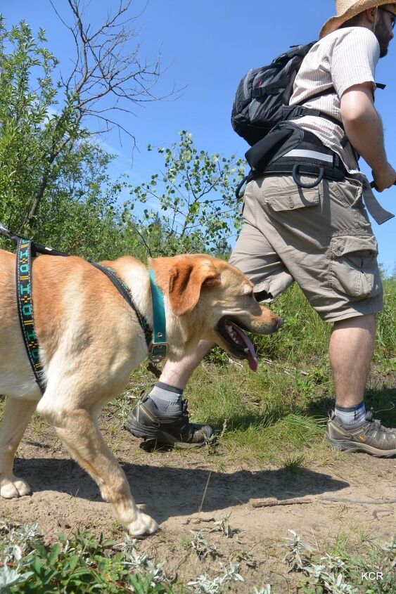 cool tips to beat the heat on summer hikes with your dog