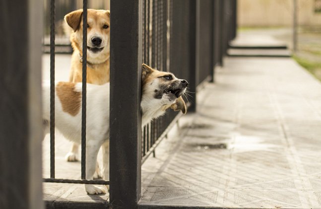 boarding your dog for the first time