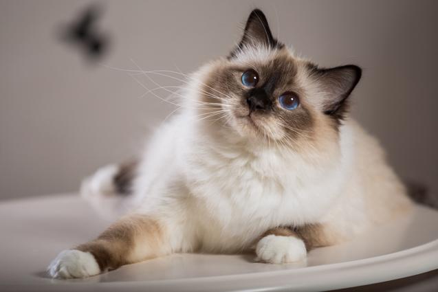 top 10 friendliest cat breeds