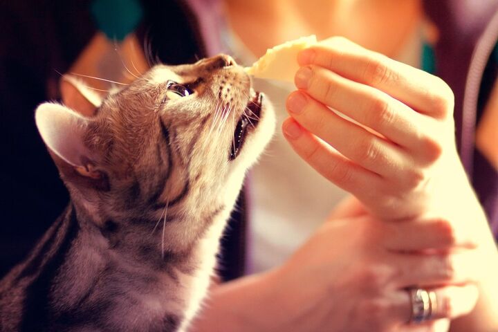 can cats eat cheese